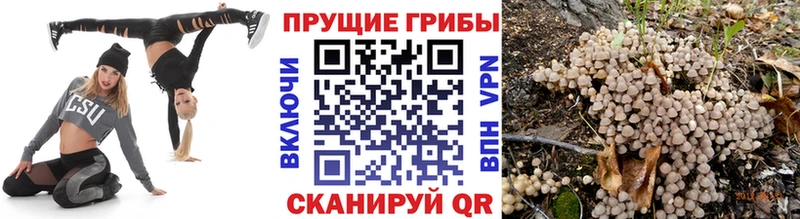 Псилоцибиновые грибы Psilocybine cubensis  mega ссылка  Вяземский 